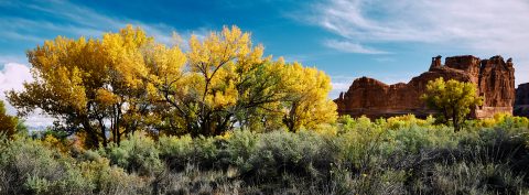 Autumn Gold Beneath the Red Rock