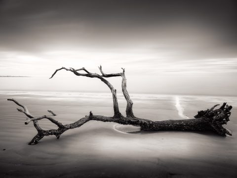 Branching Into the Void