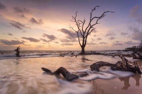 Driftwood’s Twilight Dance