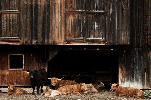 Dwellers of the Timbered Dark