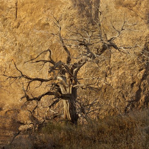 Gnarled Witness to the Sun