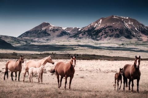 Heirs to the High Meadow
