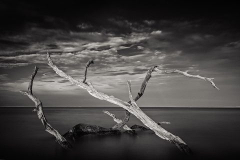 Monochrome Tide Pulse