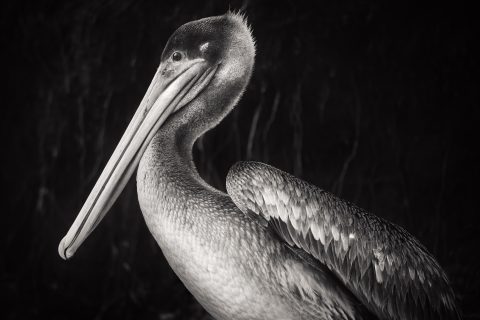 Statuesque Vigil in Grey