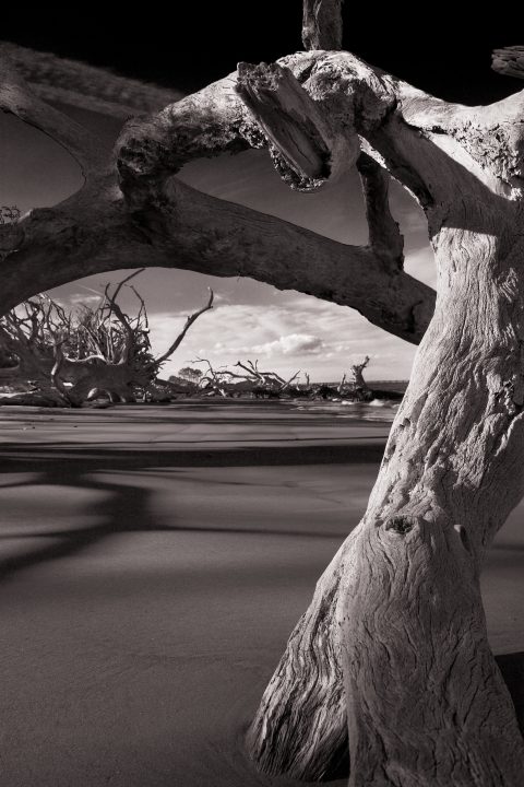 Remnants of the Shoreline