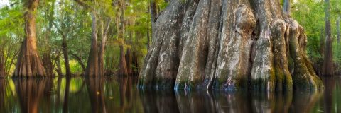 Rooted in Still Water