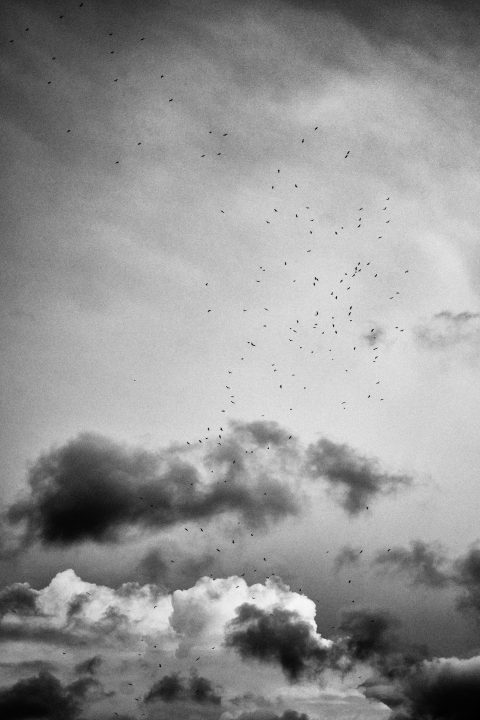 Skyward Migration