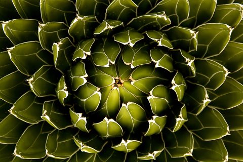 Spiral of the Desert