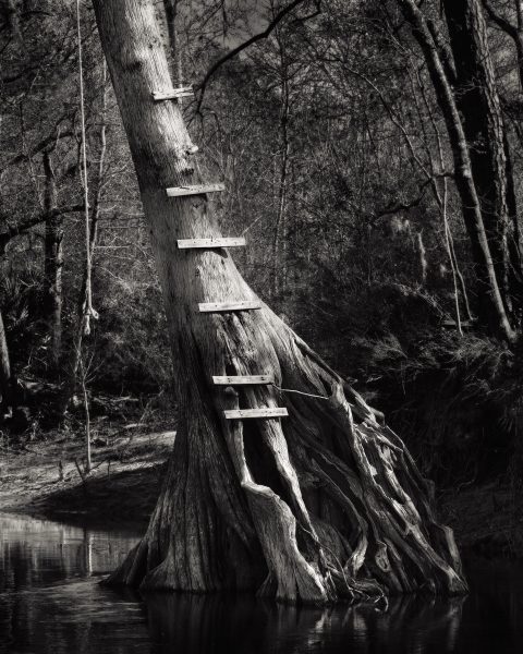 Stairway to the Canopy