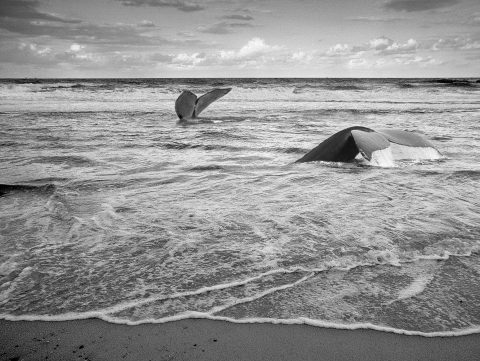 Symphony of the Deep