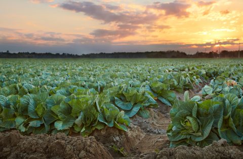 Symphony of the Harvest