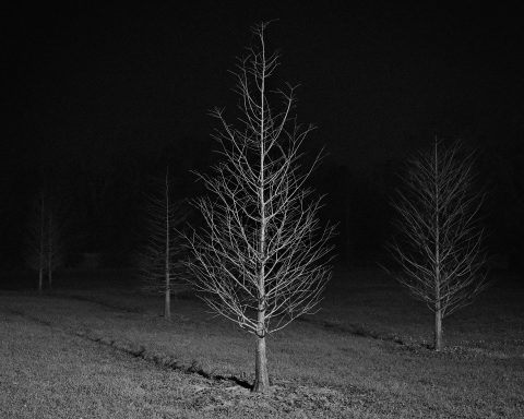 The Stillness of a Nocturnal Mind