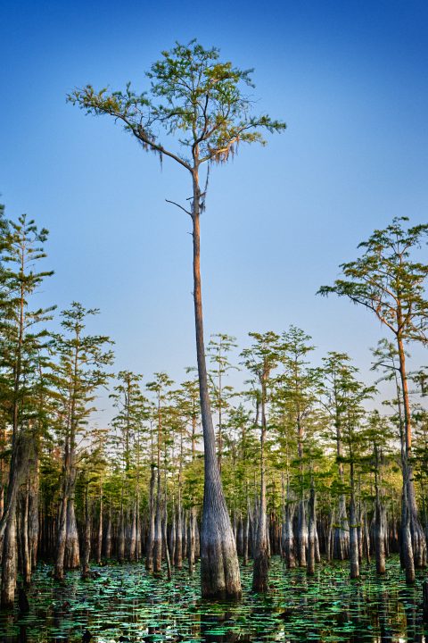 The Towering Guardian