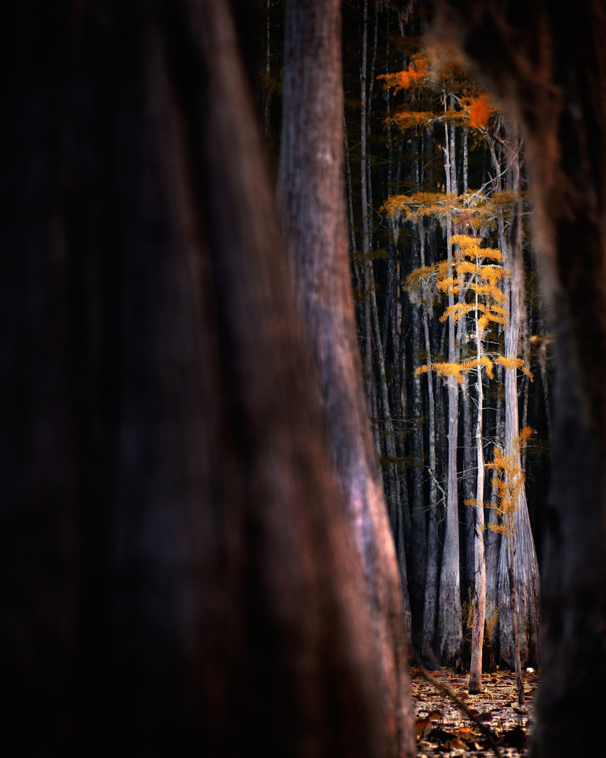 Visions Between the Veils