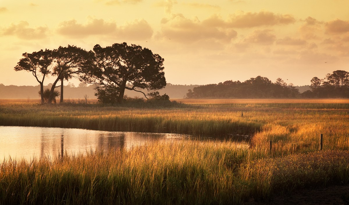 Gilded Grasses of Dusk