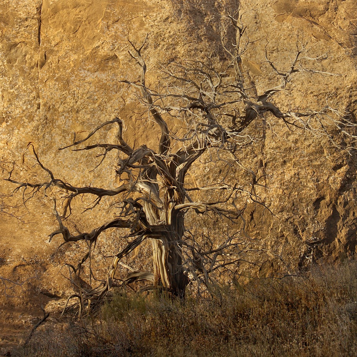 Gnarled Witness to the Sun