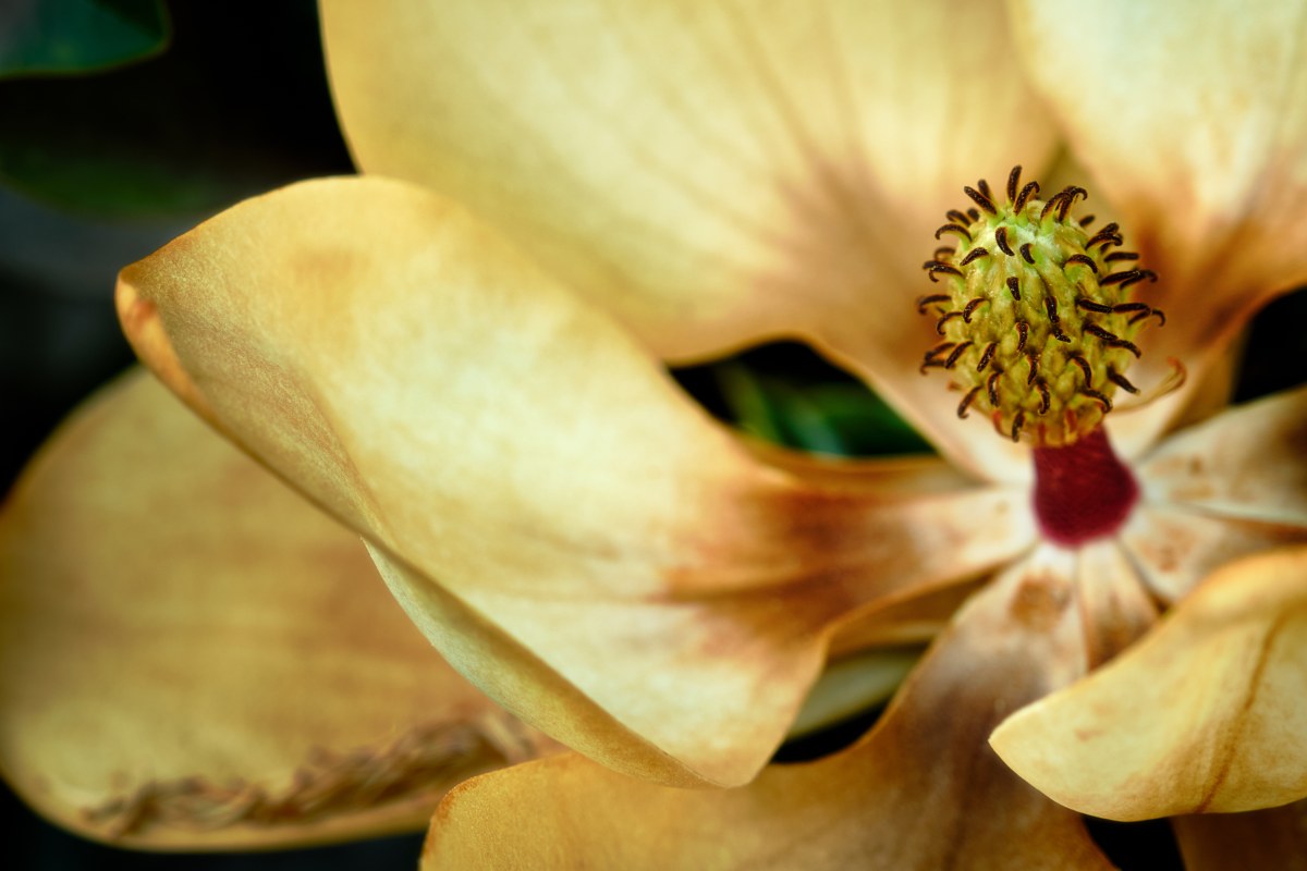 Golden Core of Desire