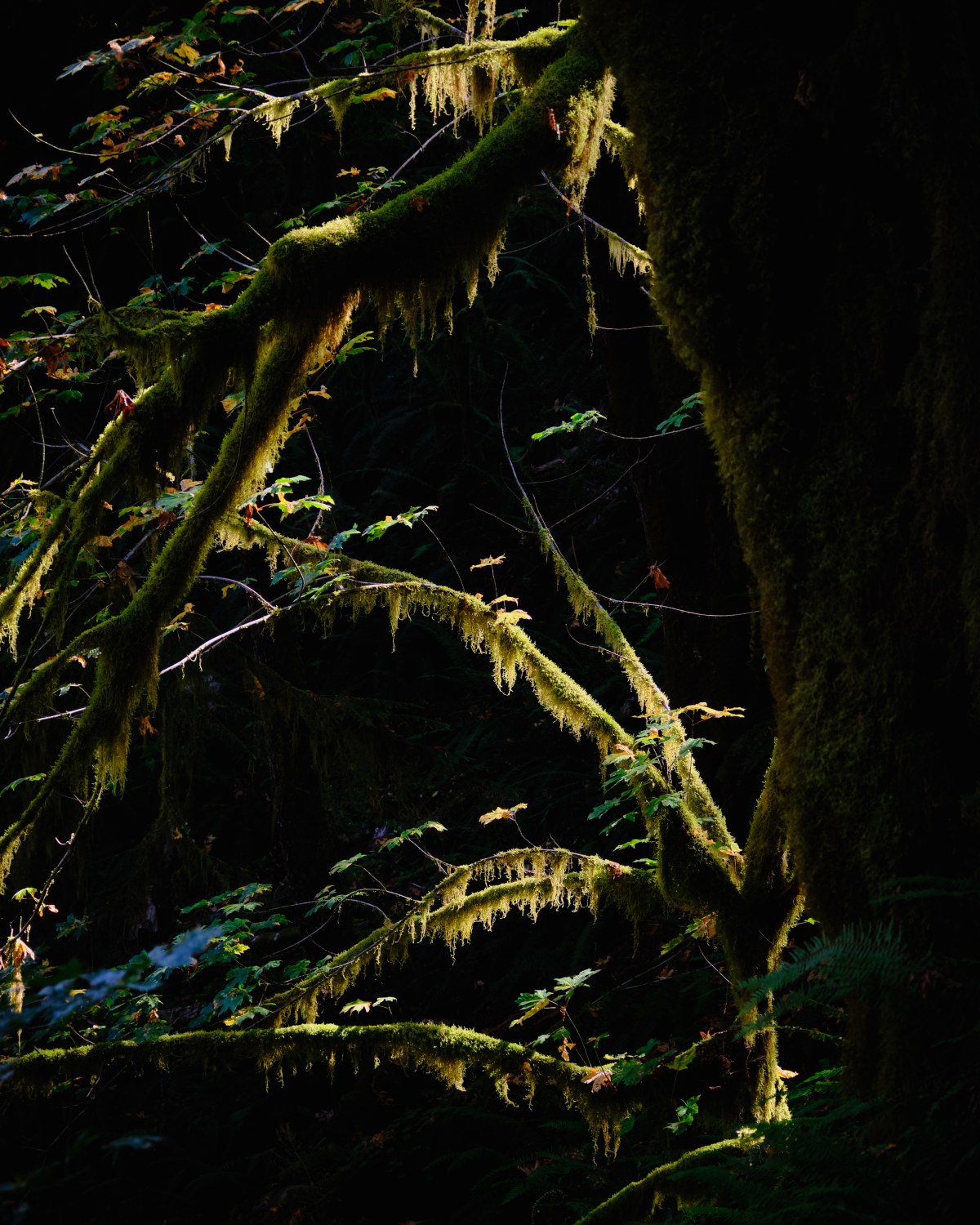 Luminous Fingers of the Deep