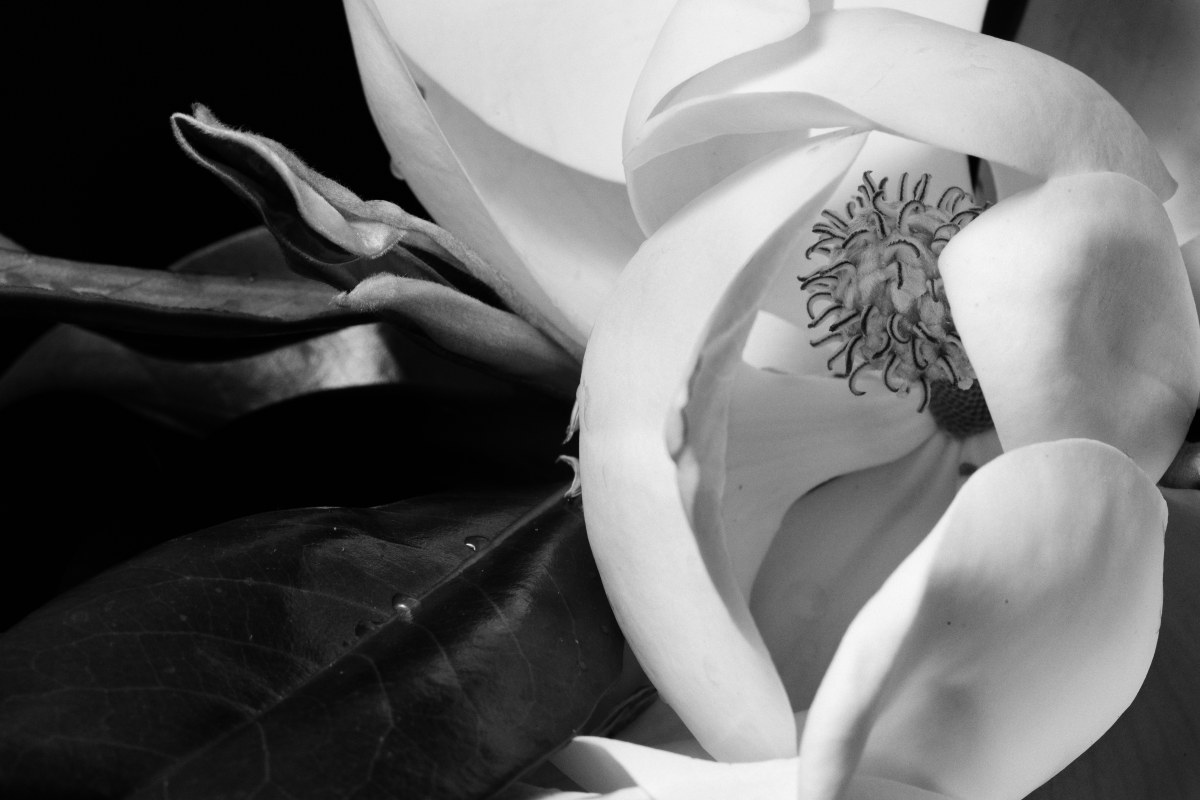 Monochrome Majesty 2