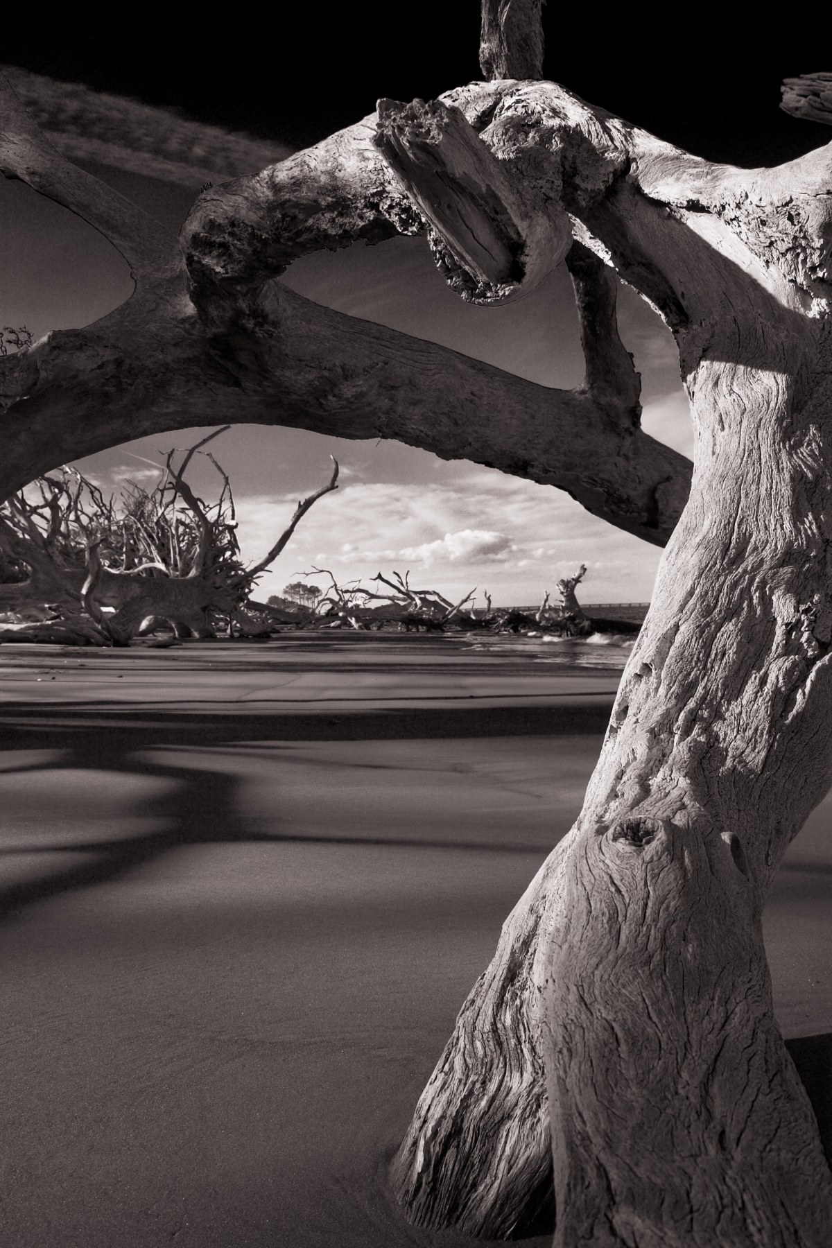 Remnants of the Shoreline