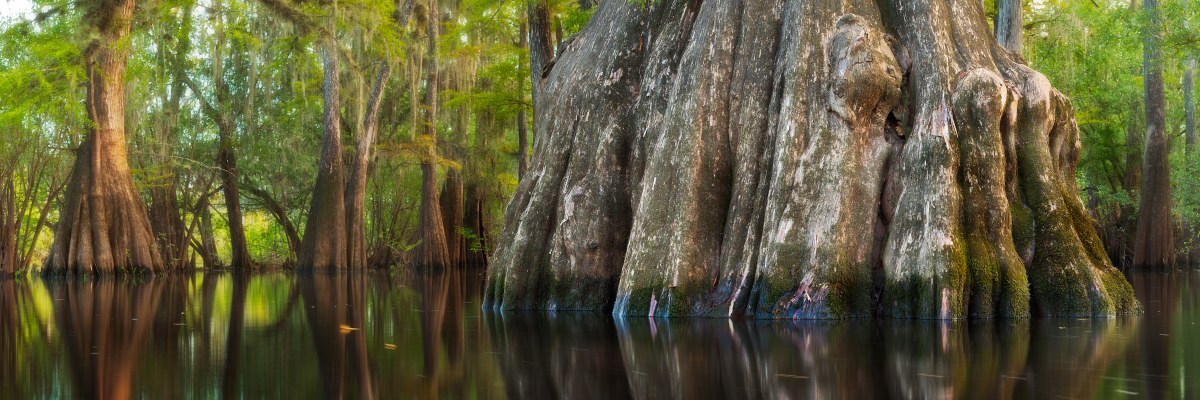 Rooted in Still Water