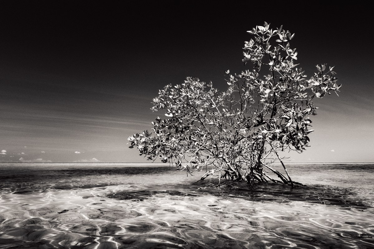 Silvered Canopy Above Glass
