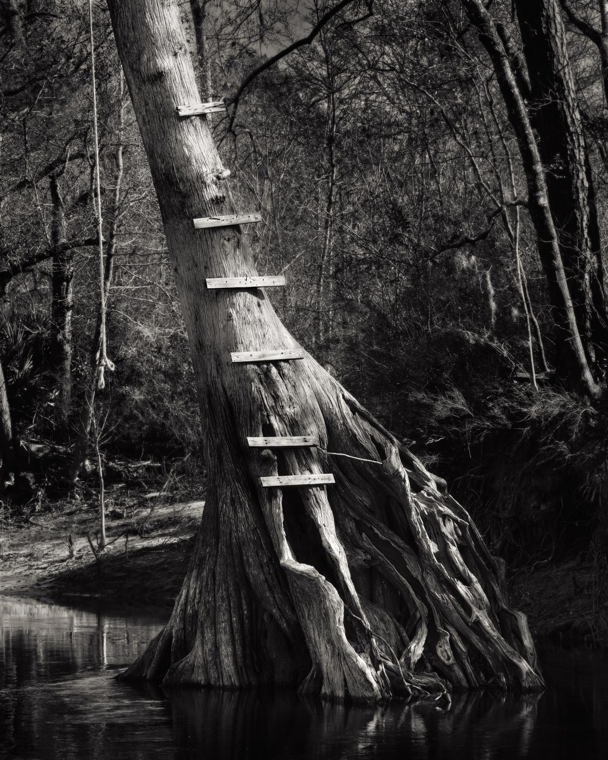 Stairway to the Canopy