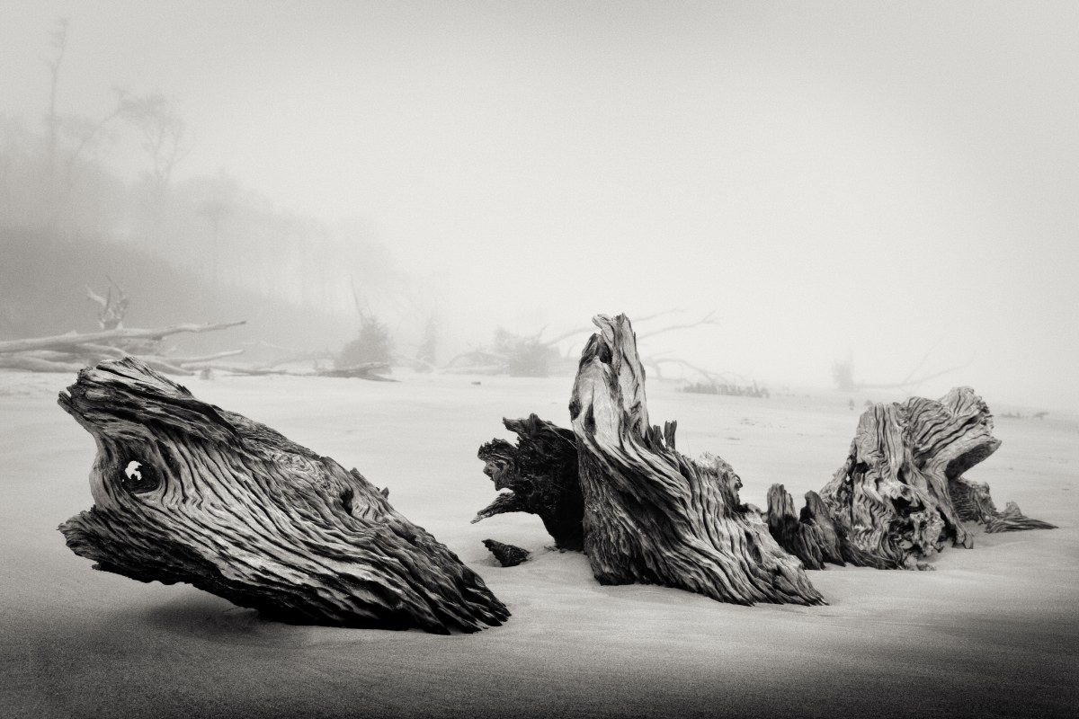 The Ancient Bones of the Shore