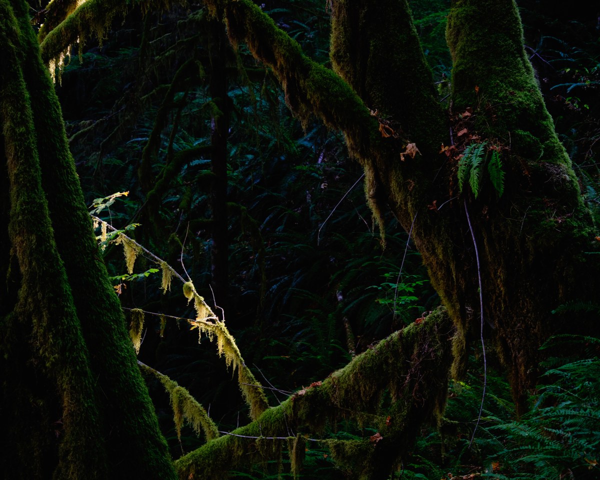 The Cloister of Green Silence