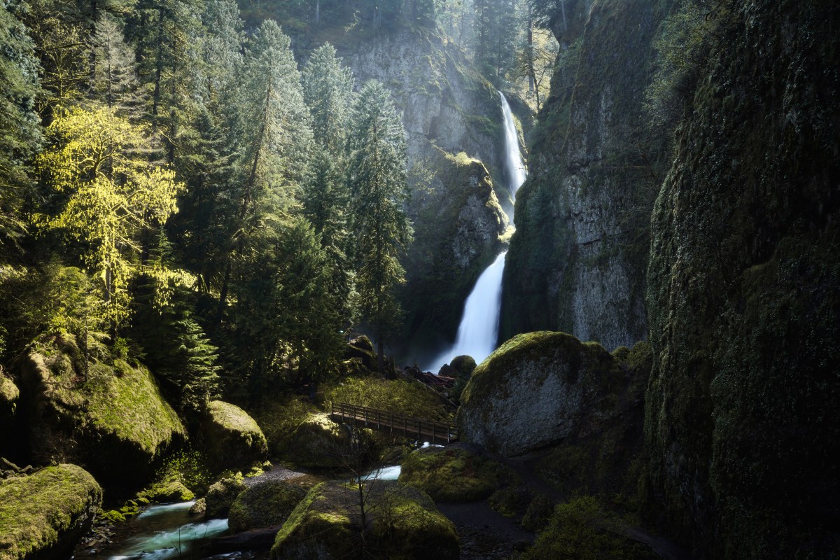 The Forest’s Hidden Cathedral