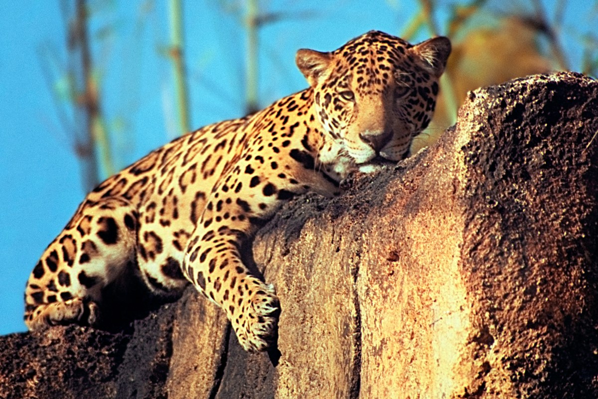 Patterns of the Predator