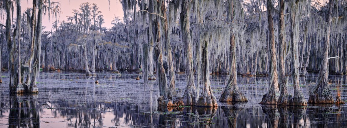 The Spectral Forest of the Swamp