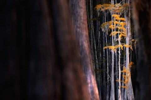 Visions Between the Veils