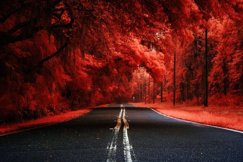 Crimson Forest Veins