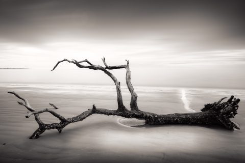 Branching Into the Void