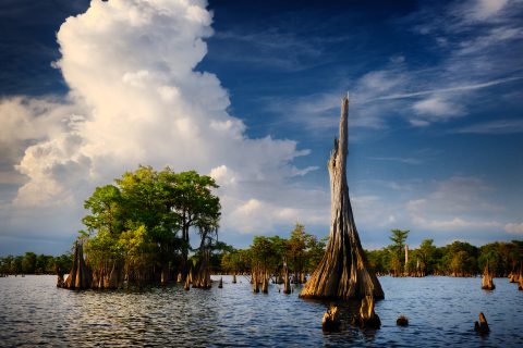 Cypress Cathedral Skies