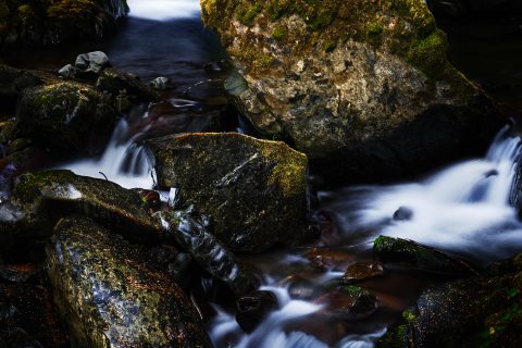 Heart of the Moss-Grown Cradle