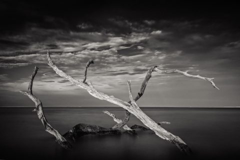 Monochrome Tide Pulse