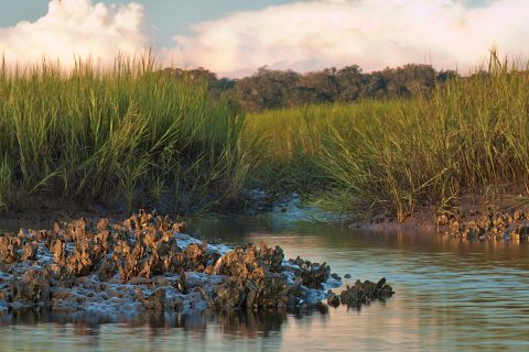 Oysters in the Grass