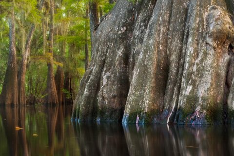 Rooted in Still Water