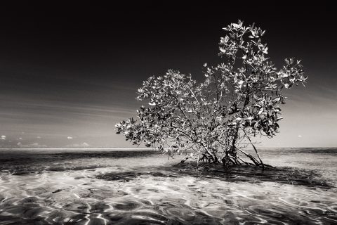 Silvered Canopy Above Glass