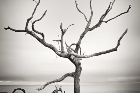 Skeleton Against Eternity