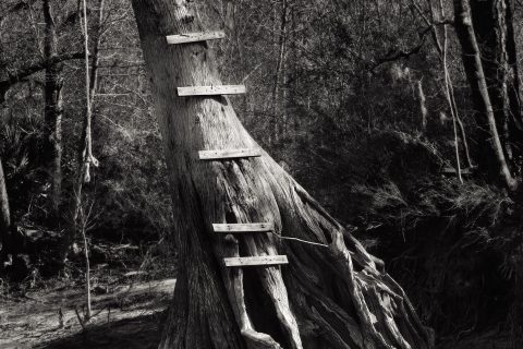 Stairway to the Canopy