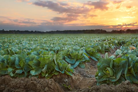 Symphony of the Harvest