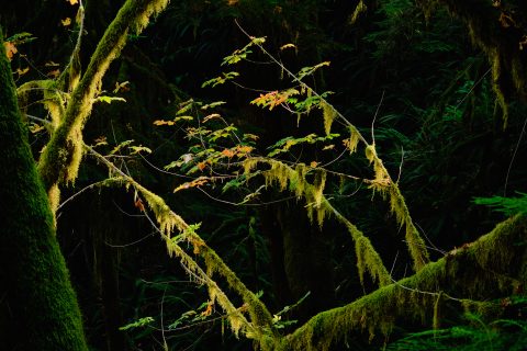 The Emerald Finger of the Woods