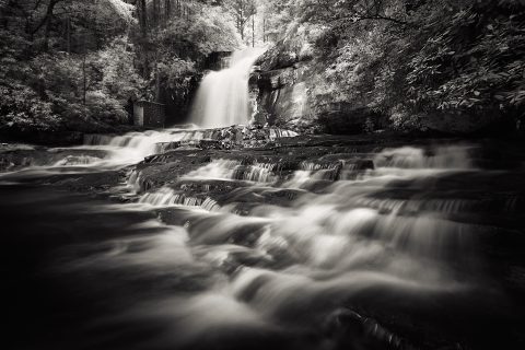 The Forest’s Veiled Song