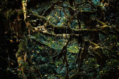 The Labyrinth of the Ancient Ones