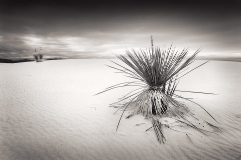 The Lone Wanderer of the Sands