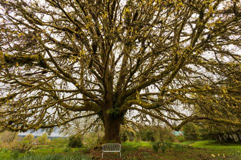 The Sentinel's Solitary Rest