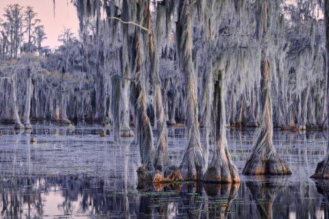 The Spectral Forest of the Swamp